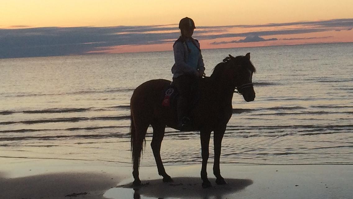 New Forest Stegstedgårds Lynette - På stranden billede 8