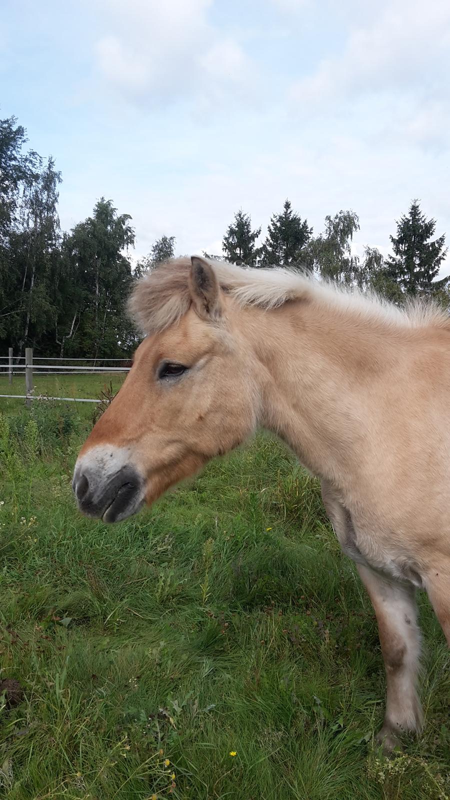 Fjordhest Junker  billede 15