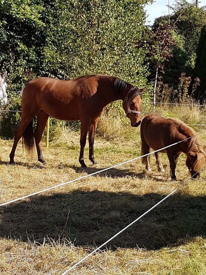 Hispano Araber Skov lyst trisse billede 1