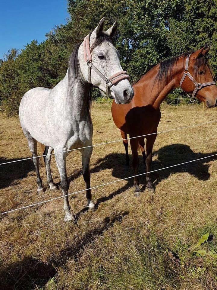 Hispano Araber Skov lyst trisse billede 4