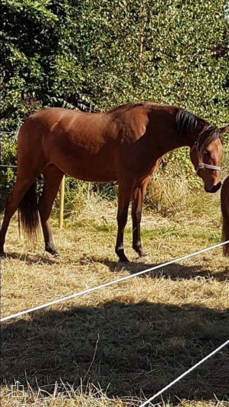 Hispano Araber Skov lyst trisse billede 5