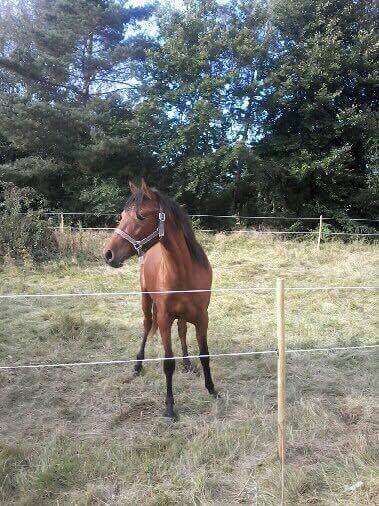 Hispano Araber Skov lyst trisse billede 6