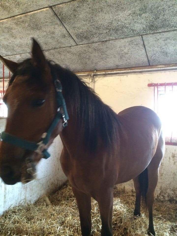Hispano Araber Skov lyst trisse billede 12