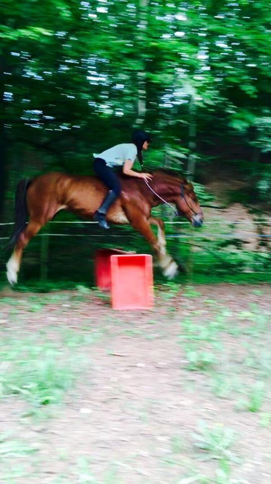 Knabstrupper Herkules - min kusine og herkules der springer i grime <3 billede 1