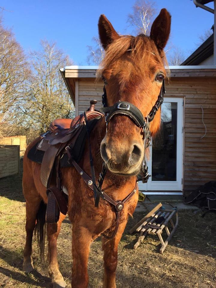 Knabstrupper Herkules - min smukke dreng <3 billede 3