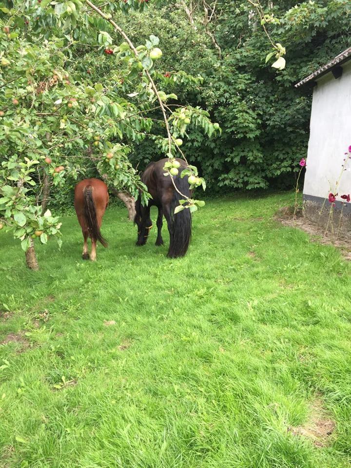 Knabstrupper Herkules - Herkules og Siroco <3 billede 4