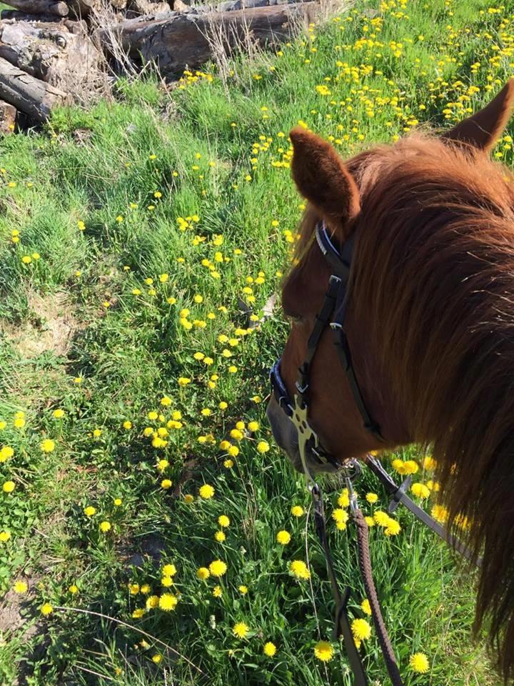 Knabstrupper Herkules billede 5