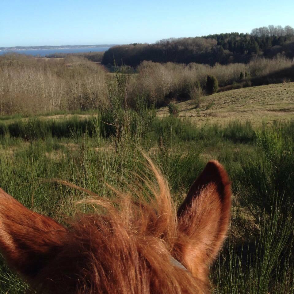 Knabstrupper Herkules - udsigt over noget af deres sommer fold<3 billede 8