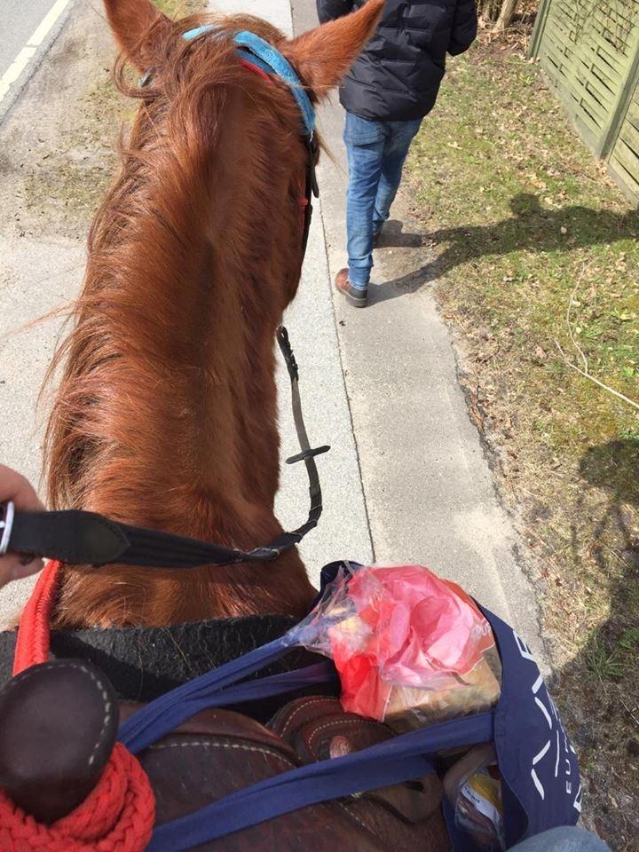 Knabstrupper Herkules - min kusinde låndte ham til at købe ind <3 billede 9