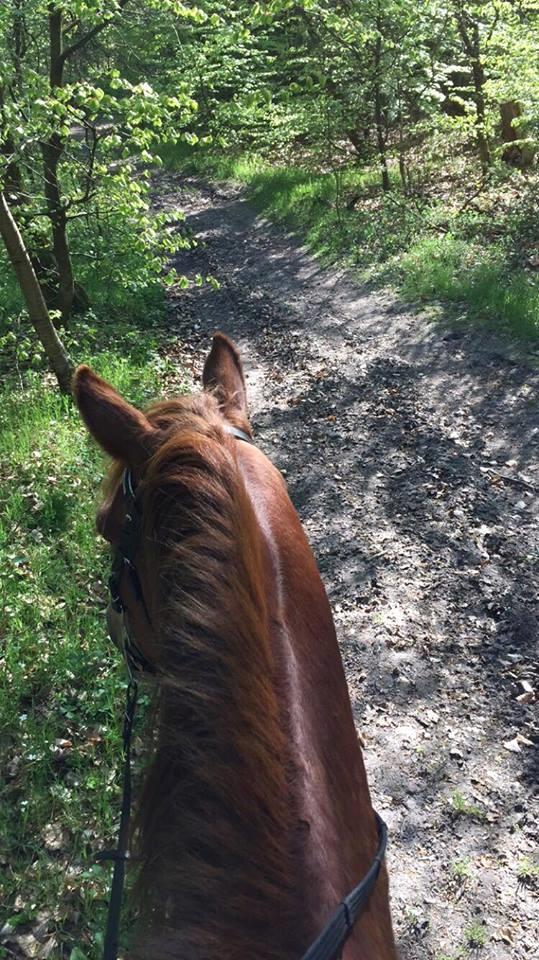 Knabstrupper Herkules - skoven!!! billede 11