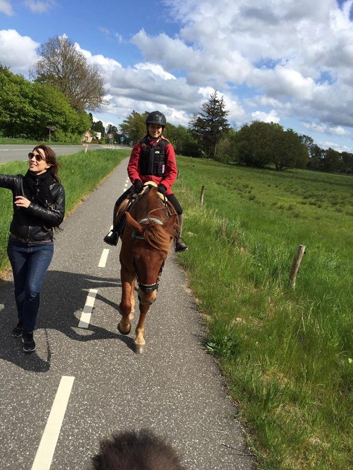 Knabstrupper Herkules - os på tur <3 billede 12