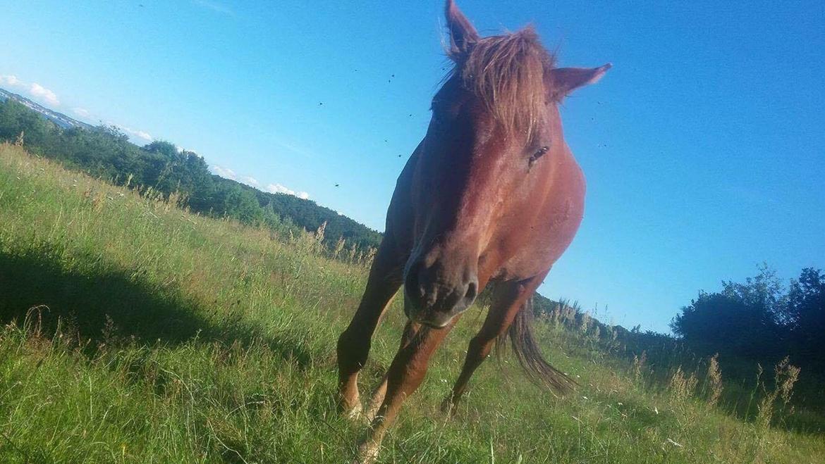 Knabstrupper Herkules - Herkules på sommer fold <3 billede 13