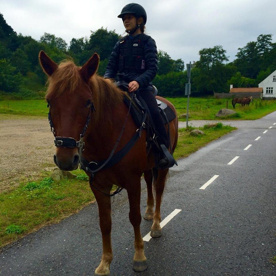 Knabstrupper Herkules - mig og herkules <3 billede 14