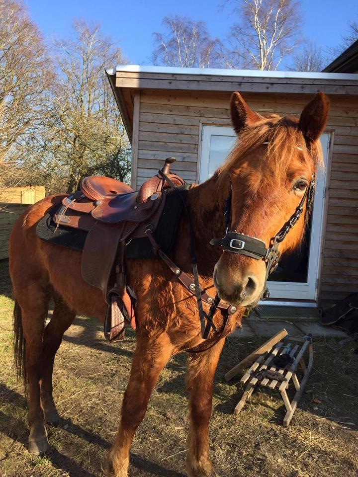 Knabstrupper Herkules billede 15