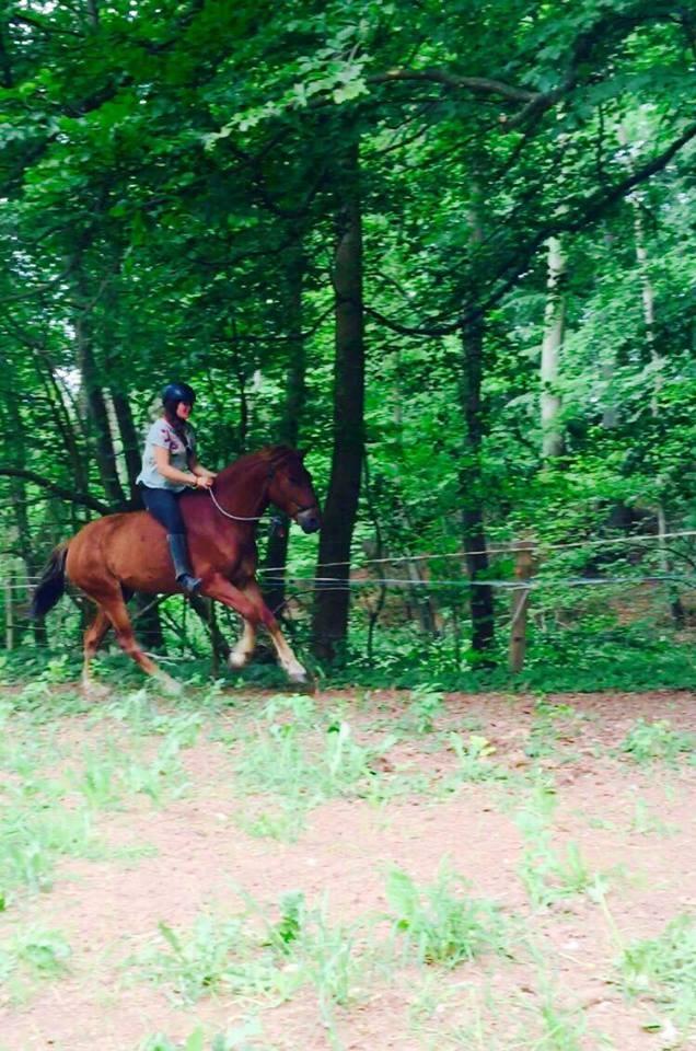 Knabstrupper Herkules - min kusinde og herkules <3 billede 16
