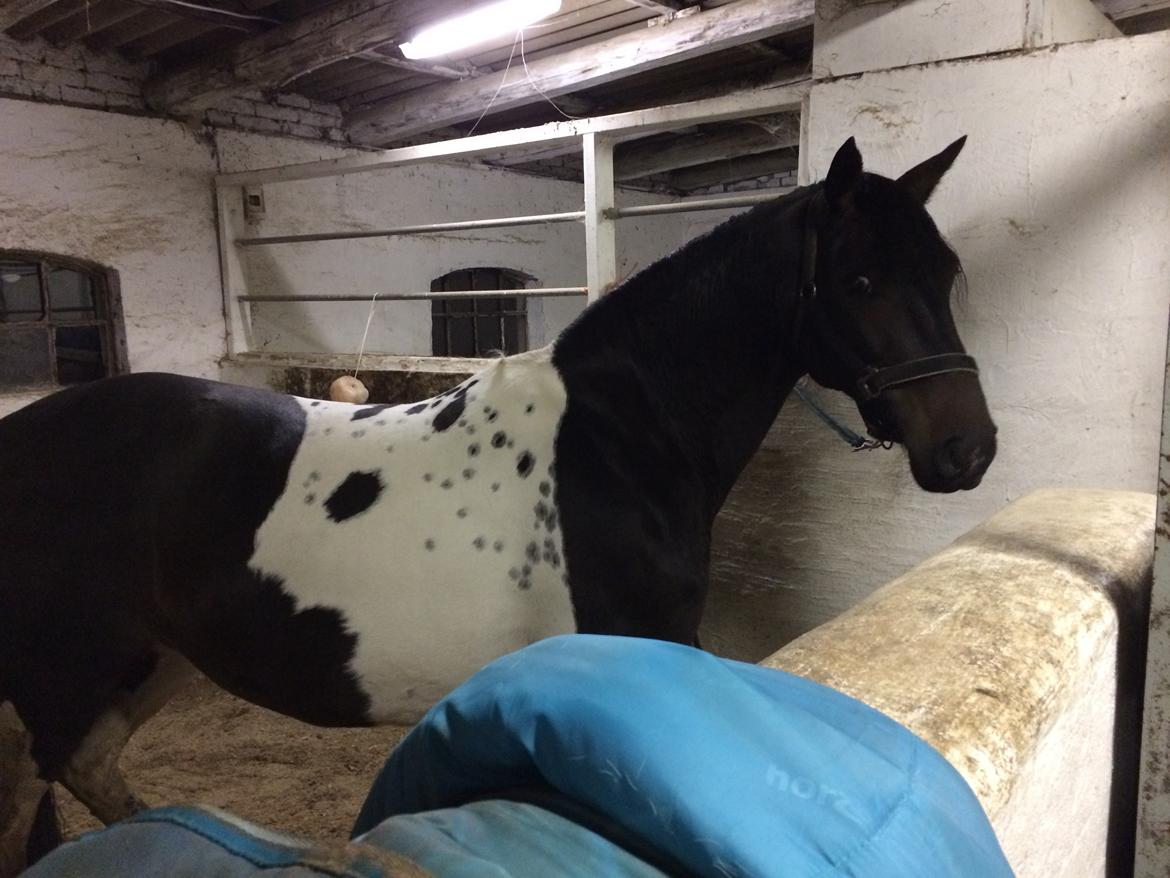 Pinto Nacoma indian - Et billed fra den anden side af den smukke  billede 17