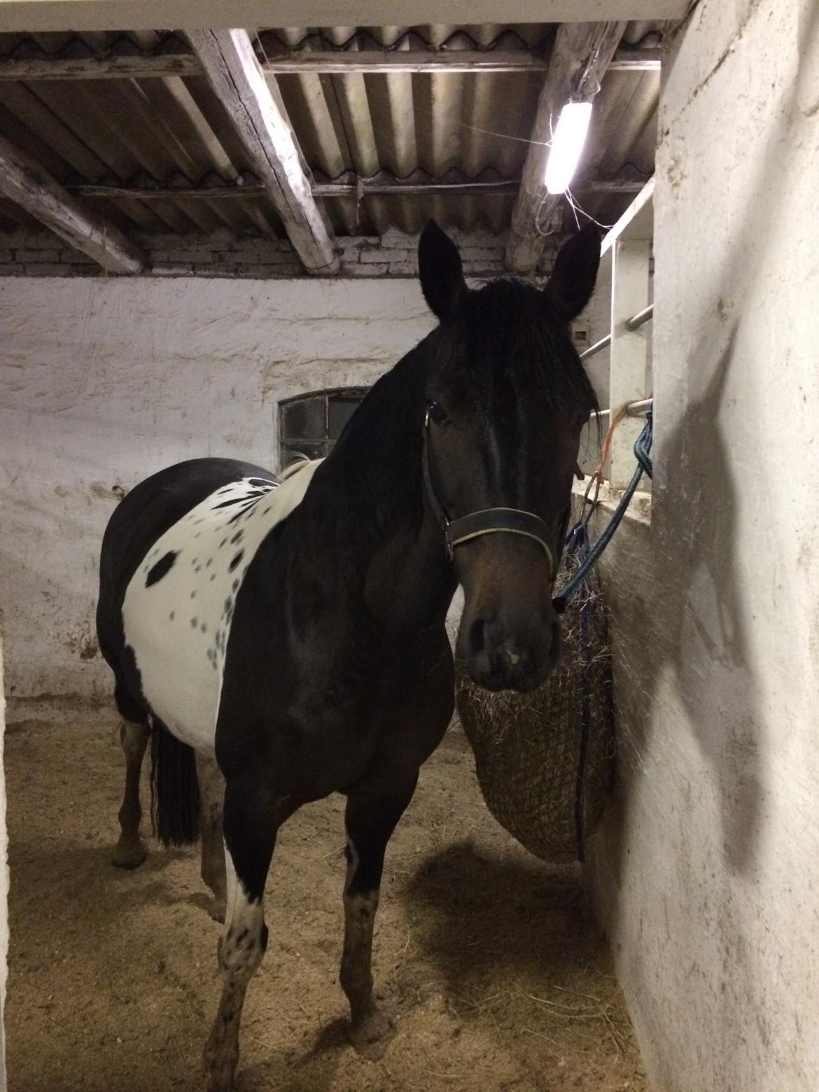 Pinto Nacoma indian - Aftenhygge i regnen  billede 18