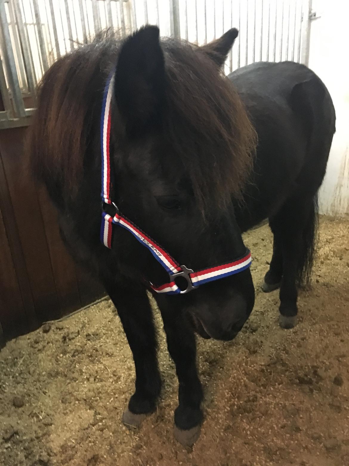 Islænder Kolka  fra Vinkærgård - Den første dag i hendes nye boks! billede 6