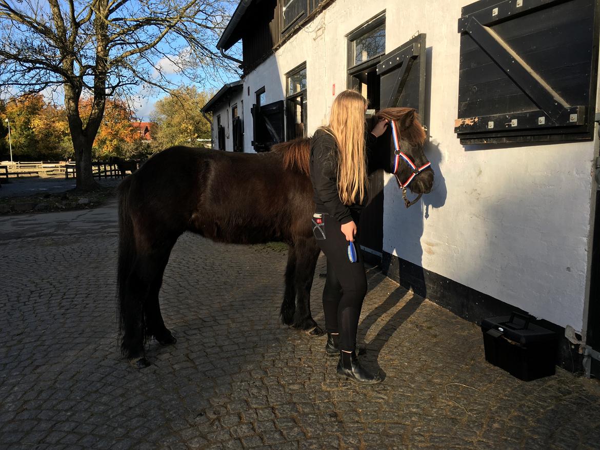 Islænder Kolka  fra Vinkærgård billede 7
