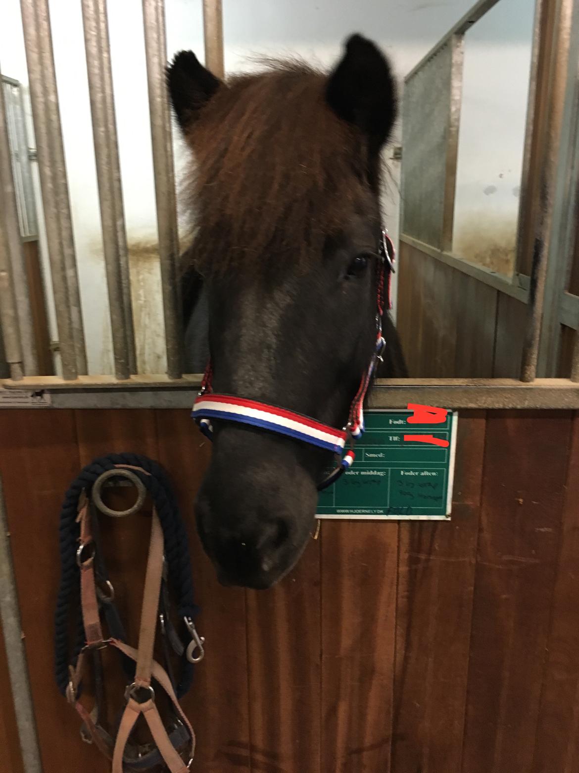 Islænder Kolka  fra Vinkærgård billede 8