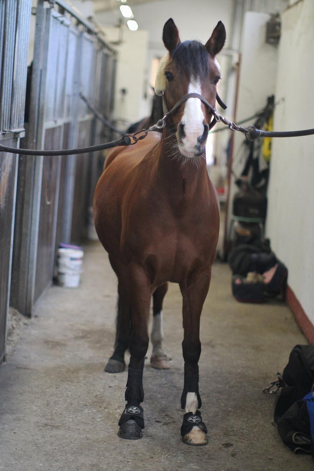 Anden særlig race Princess // P // My one and only - "At the touch of love everybody turns into an artist." billede 6