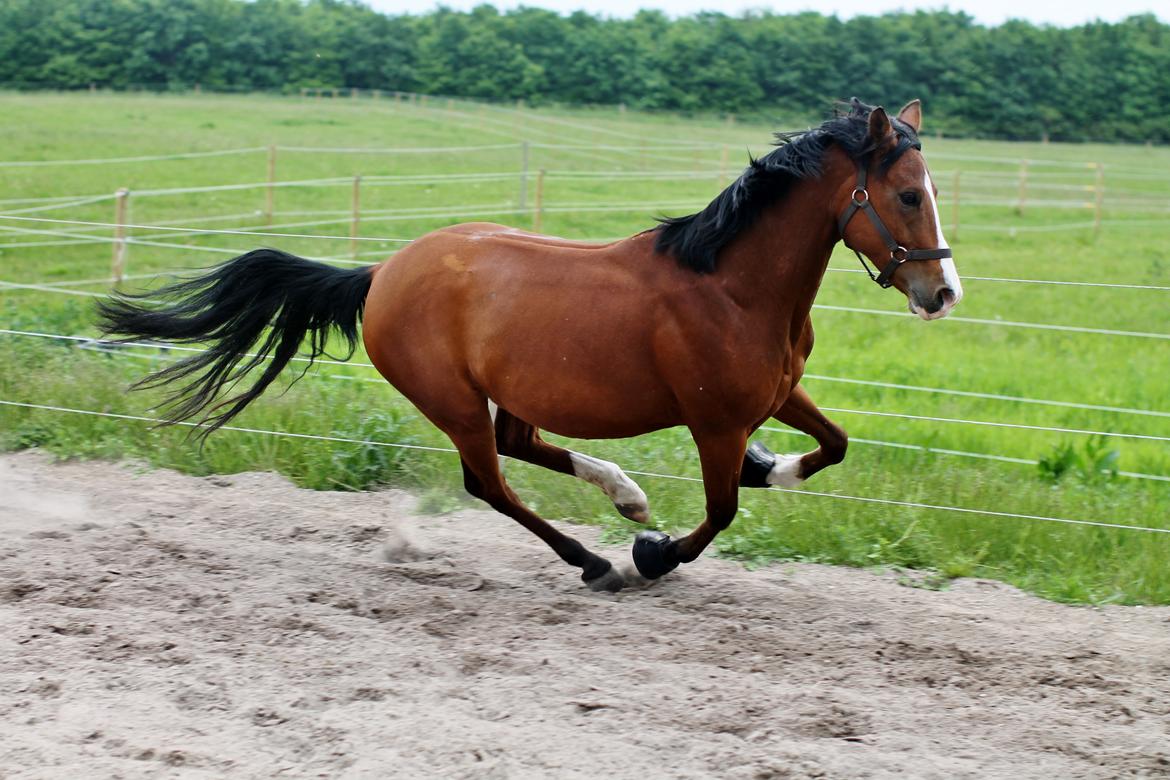 Anden særlig race Princess // P // My one and only billede 14