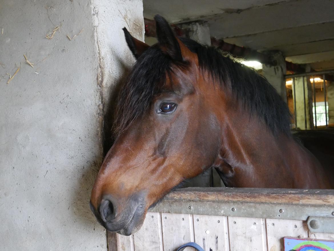 Connemara Ballycullen lass billede 10