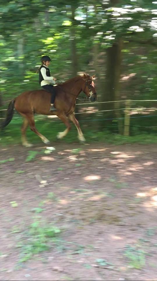 Knabstrupper Herkules - mig og herkules i galop uden sadel<3 billede 2