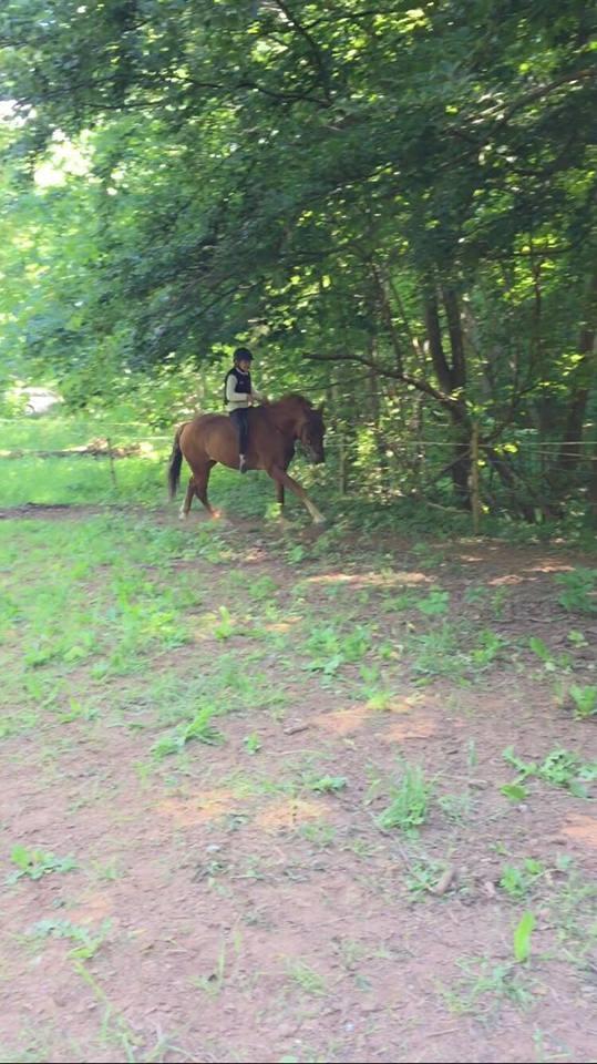 Knabstrupper Herkules - galop uden sadel <3 billede 17