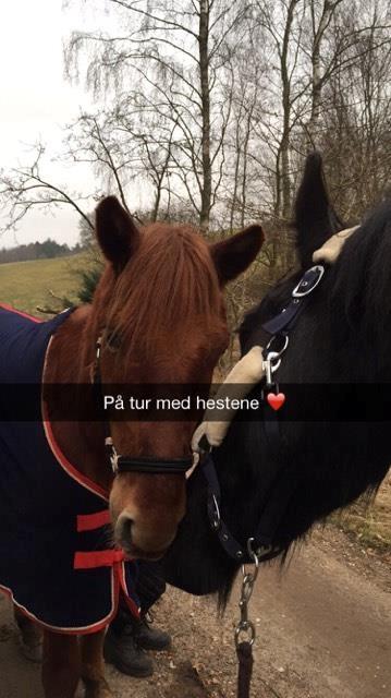 Knabstrupper Herkules - Herkules og Siroco<3 billede 18