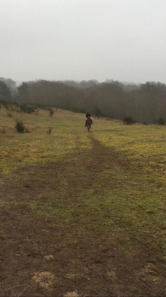 Knabstrupper Herkules - jorder tur på sommerfolden!!!!!!<3<3 billede 7