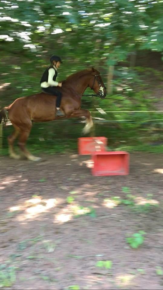 Knabstrupper Herkules - spring!!! <3 billede 10