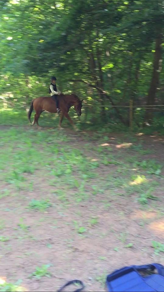 Knabstrupper Herkules billede 19