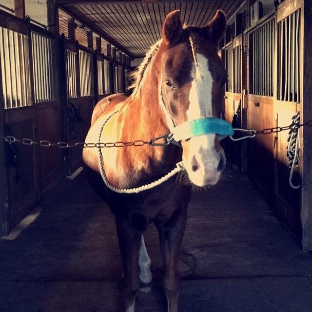 Anden særlig race Kastaniebakkens Garonjo  billede 6