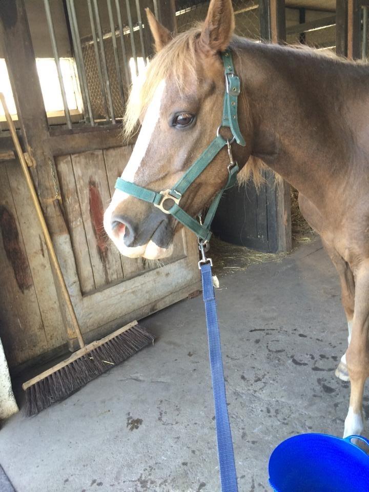 Anden særlig race Kastaniebakkens Garonjo  billede 4