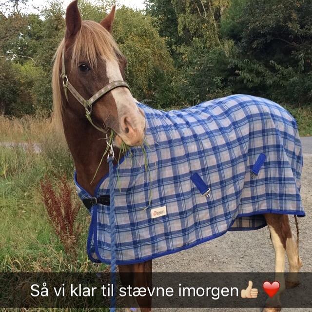 Anden særlig race Kastaniebakkens Garonjo  billede 9