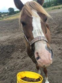 Anden særlig race Kastaniebakkens Garonjo  billede 1