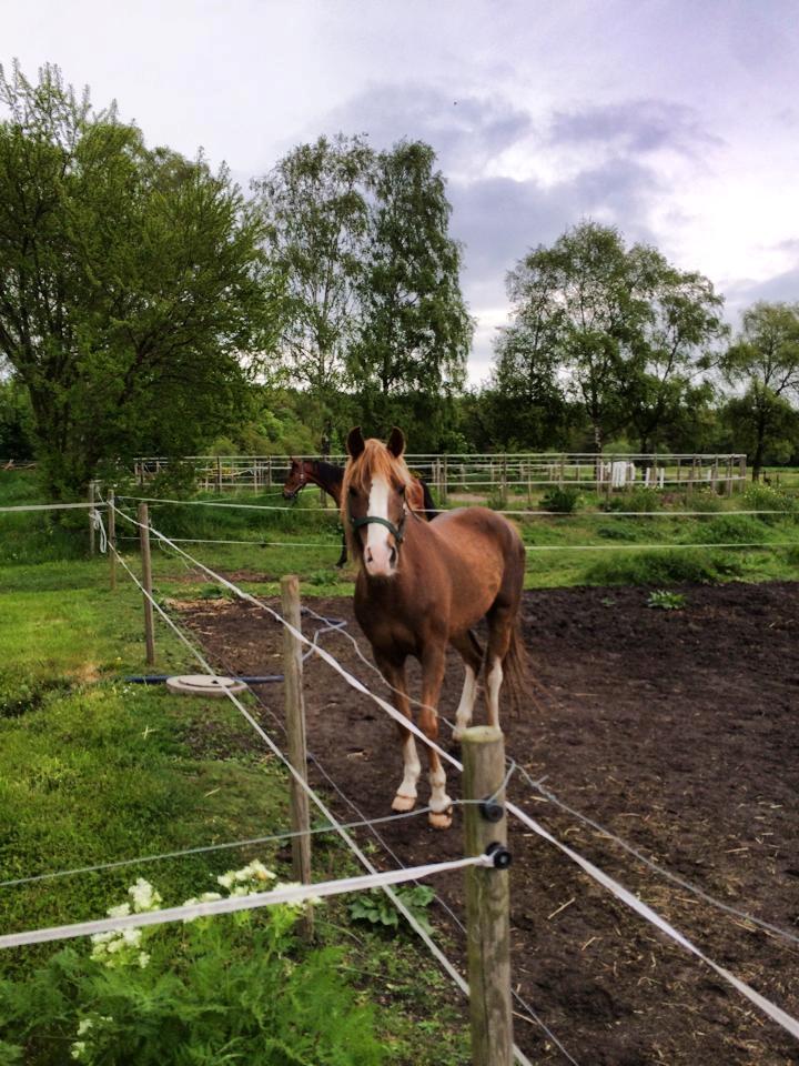 Anden særlig race Kastaniebakkens Garonjo  billede 3