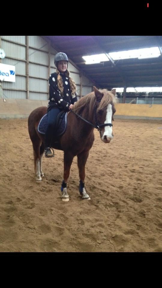 Anden særlig race Kastaniebakkens Garonjo  billede 7