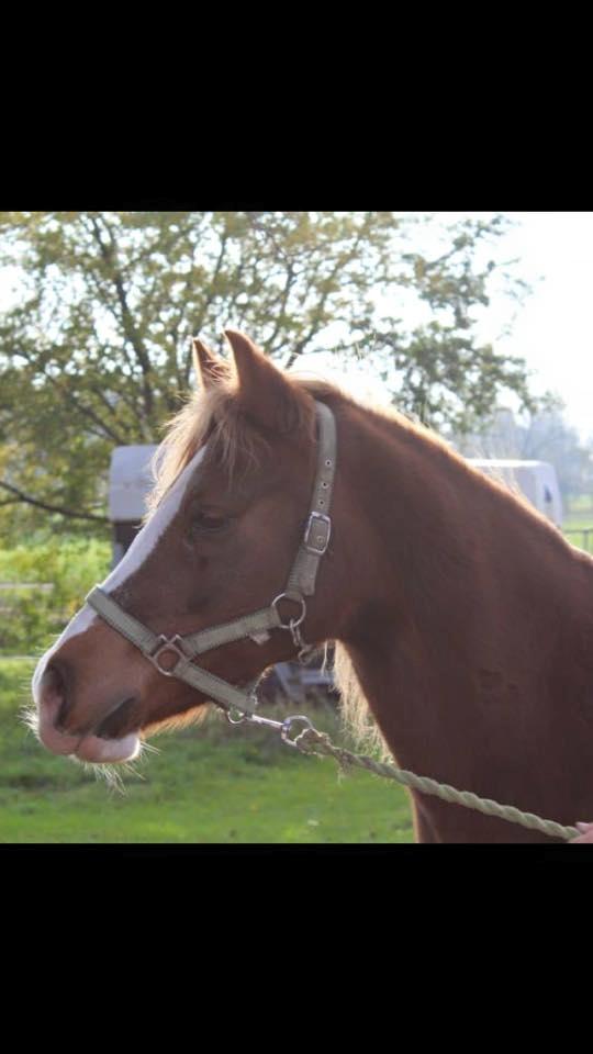 Anden særlig race Kastaniebakkens Garonjo  billede 5