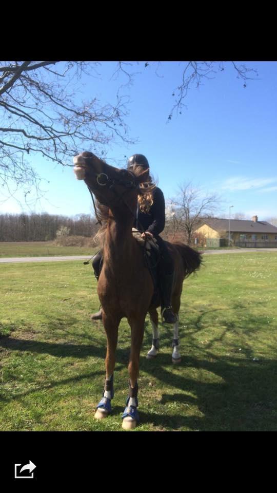 Anden særlig race Kastaniebakkens Garonjo  billede 10