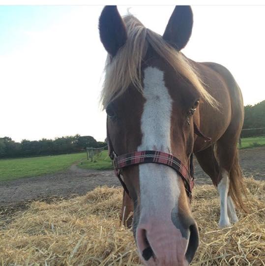 Anden særlig race Kastaniebakkens Garonjo  billede 11
