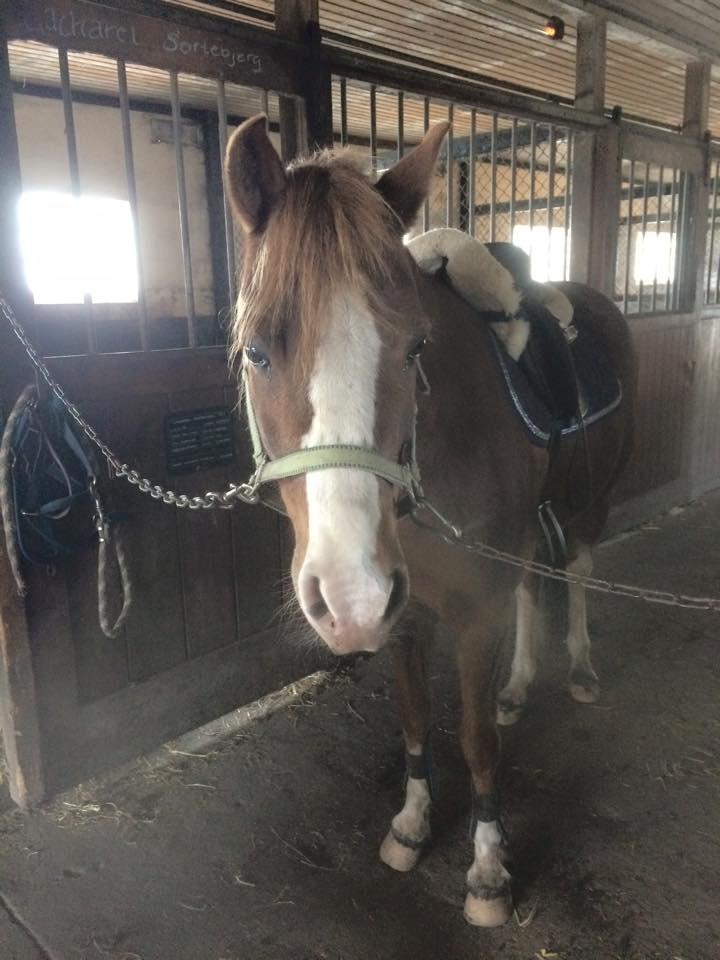 Anden særlig race Kastaniebakkens Garonjo  billede 12