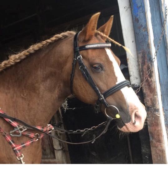 Anden særlig race Kastaniebakkens Garonjo  billede 15