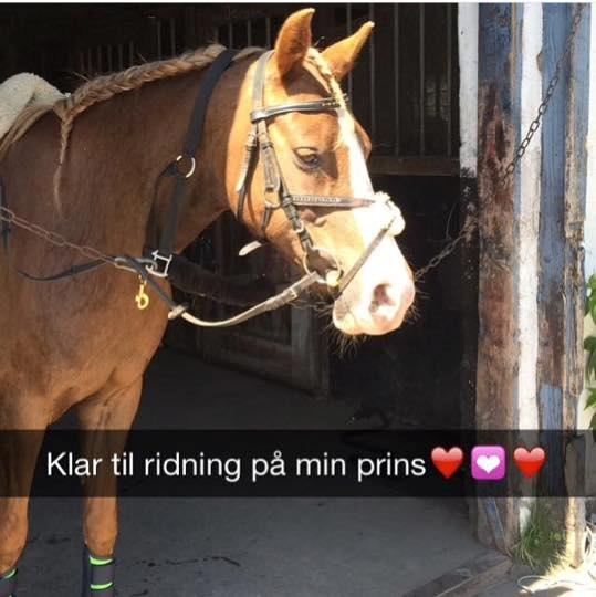 Anden særlig race Kastaniebakkens Garonjo  billede 16