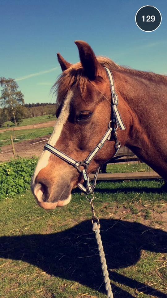 Anden særlig race Kastaniebakkens Garonjo  billede 18