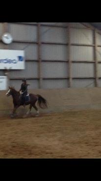 Anden særlig race Kastaniebakkens Garonjo  billede 19