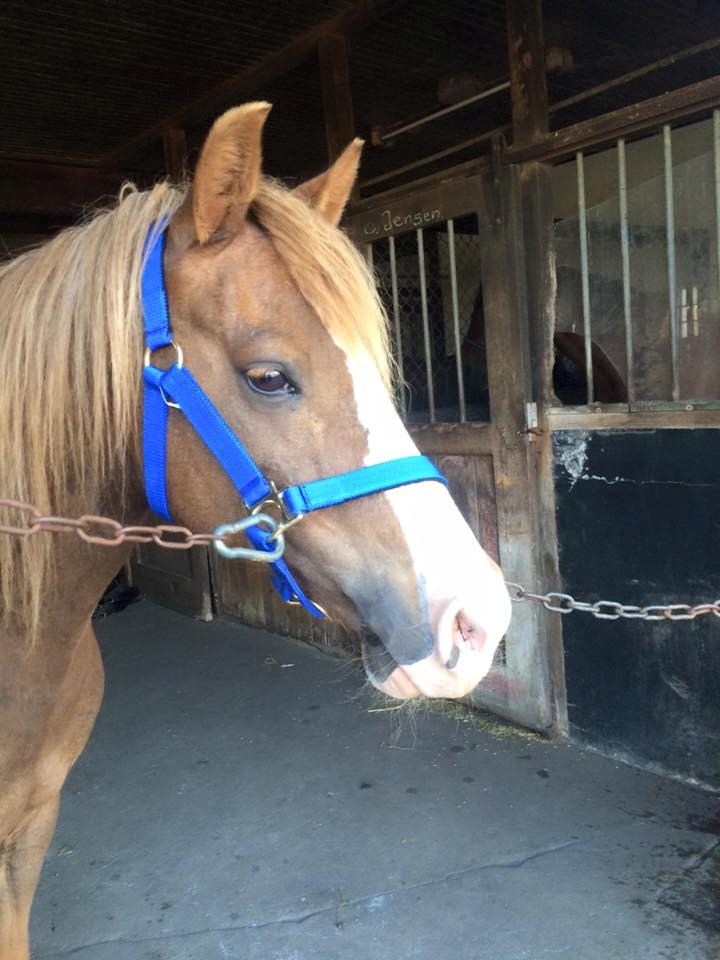 Anden særlig race Kastaniebakkens Garonjo  billede 20