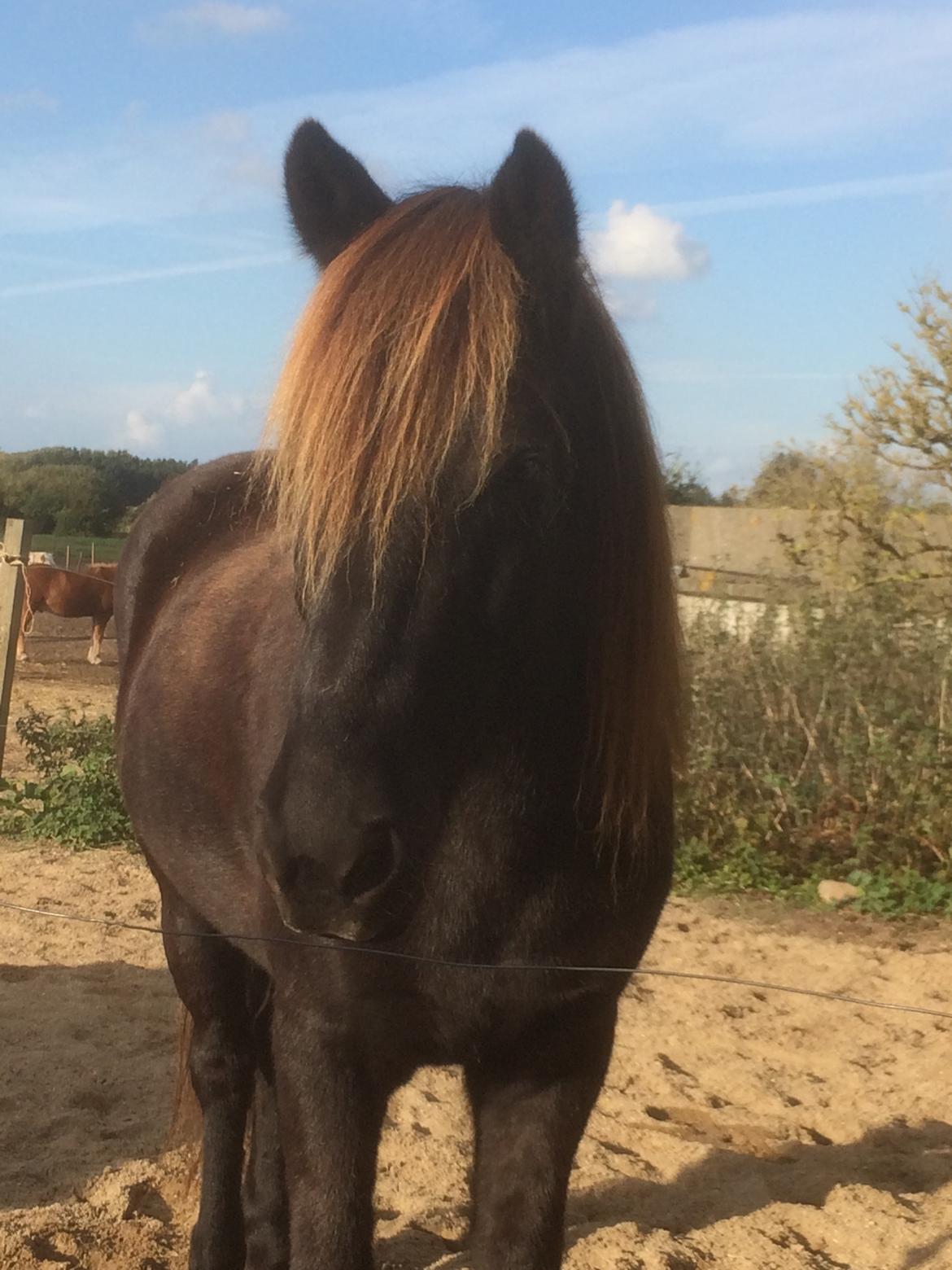 Islænder Heimir fra Blönduósi billede 19