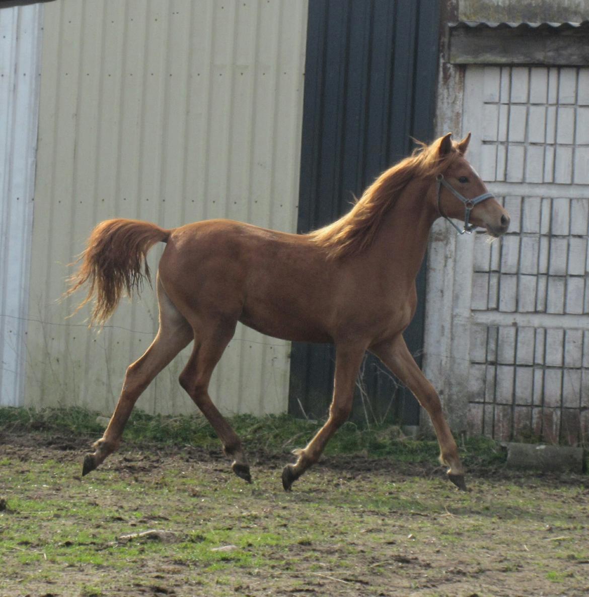 Arabisk fuldblod (OX) Emira bint Gharib ox *SOLGT* billede 31